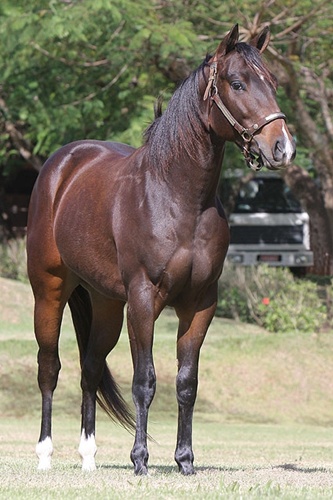 DEE APOLLO